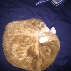 Meet your Posher, Carter